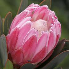 Image result for Protea rupestris