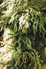 Image result for Grammitis