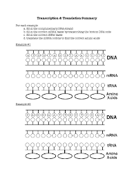 Fill in the correct trna bases d. Transcription And Translation Worksheet 2 Translation Biology Genetic Code