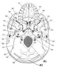 Image Result For Advanced Skull Labeling Free Worksheets Skull Anatomy Axial Skeleton Skeleton Anatomy