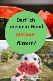 durfen hunde melone essen wassermelone und honigmelone hunde ernahrung hunde hundeernahrung