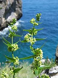 Image result for Vincetoxicum apiculatum