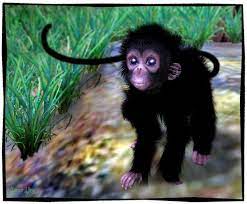 Baby Spider Monkey By Lano Second Life On Koinup Spider Monkey Pet Birds Cute Animals
