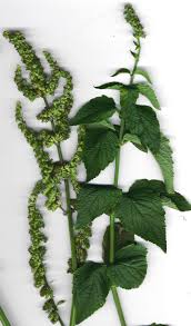 Image result for Hyptis