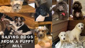 Cockapoo puppies are friendly, happy, and the constant companion of their family members. Saving 21 Dogs From A Puppy Mill In Missouri A R F Animal Rescue Foundation