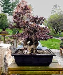 Image result for Barberry