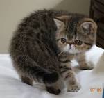 Exotic Shorthair Kittens For Sale by Reputable Breeders ...