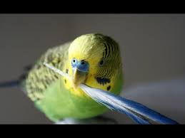 The Most Interesting Budgerigar Youtube
