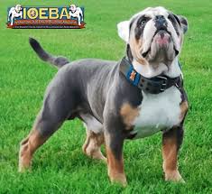 Check spelling or type a new query. The World S 1 Registry And Association For Olde English Bulldogges And All Bully Breeds