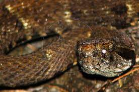 Velvet Viper Or Mapanare Terciopelo Lizard Snake Viper