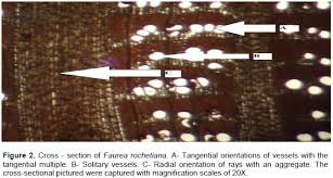 Image result for Faurea rochetiana