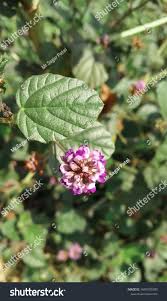 Image result for Psoralea