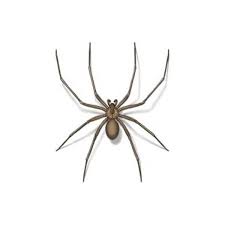 Their venomous bites cause necrosis, meaning that the tissue surrounding the attack site dies and leaves its victims with nasty scars. Brown Recluse Spider Identification Recluse Spiders In Central Virginia