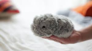 Pet is listed in the world's largest and most authoritative dictionary database of abbreviations and acronyms the free dictionary Moflin An Ai Pet Robot With Emotional Capabilities By Vanguard Industries Inc Kickstarter