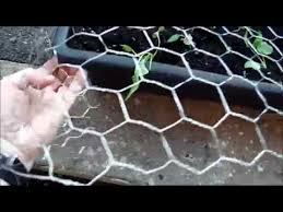 Some plants repel squirrels naturally and planting these in your garden keeps it safe from squirrels. Protect Your Potted Garden From Squirrels And Other Rodents Youtube