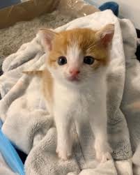 Cat mom taking care of cute baby kittens with cuteness overload. Pin On Tater Tot The Kitty