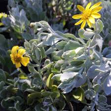 Image result for Chrysanthemoides