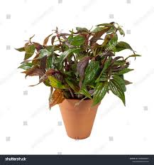 Image result for Pouzolzia guineensis