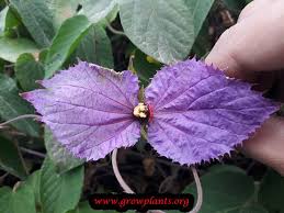 Image result for Dalechampia capensis