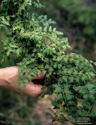 Image result for Lygodium