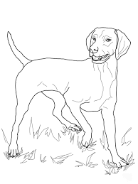 Free printable spaniel coloring pages for kids! Vizsla Coloring Pages Dog Coloring Pages Coloring Pages For Kids And Adults