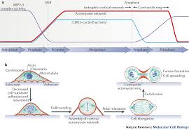 We did not find results for: Coupling Changes In Cell Shape To Chromosome Segregation Nature Reviews Molecular Cell Biology