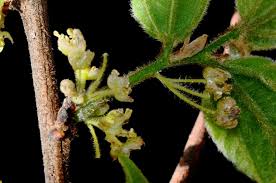 Image result for Celtis gomphophylla