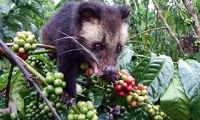 Image result for coffee plantation bali
