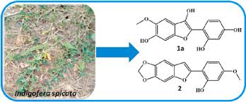 Image result for Indigofera spicata