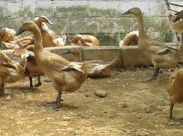 Ditulis brett crush 12 juli 1981 tulis komentar edit. Seleksi Sederhana Itik Petelur Pintar Beternak Bebek