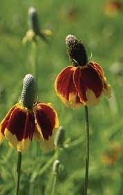 Prairie Coneflower Mexican Hat Ratibida Columnaris Red And Yellow Flowers With A Long Central Black Cone Wildflower Seeds Mexican Hat High Country Gardens