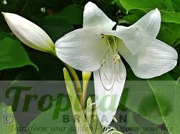 Image result for Crinum harmsii