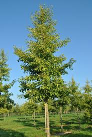 Ginkgo biloba, commonly known as ginkgo or gingko (both pronounced /ˈɡɪŋkoʊ/), also known as the maidenhair tree, is the only living species in the division ginkgophyta, all others being extinct. Ginkgo Biloba Saratoga Ginkgo Biloba Saratoga Van Den Berk Baumschulen