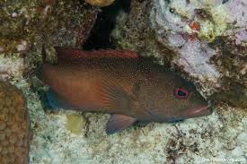 Image result for Cephalophis lukei