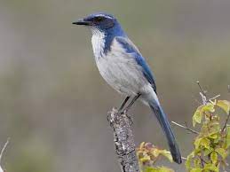 Protect endangered species at world wildlife fund. California Scrub Jay Identification All About Birds Cornell Lab Of Ornithology