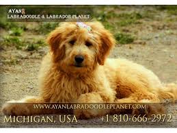 The australian labradoodle is a mixed dog breed. Australian Labradoodle Mini Labradoodles Puppies Ayanlabradoodleplanet Pet Services Stores Michigan Center Michigan Announcement 150457