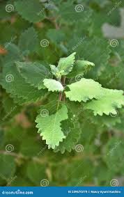 Image result for Tetradenia