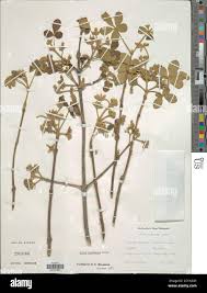 Image result for Vitex mombassae