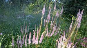 This week veronicastrum virginicum 'erika' stands out for me; Veronicastrum Virginicum Erika The 3 Growbags