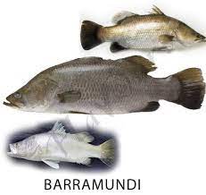 Mainstream aquaculture is the largest supplier of barramundi fingerlings in the world and proudly distributes high quality fingerlings to barramundi producers in 25 countries across 5 continents. Get To Know Your Fish Confused Over Fish Names 100 Most Popular Edible Fish Names In English With Images Sea Fish Freshwater Fish Seafood