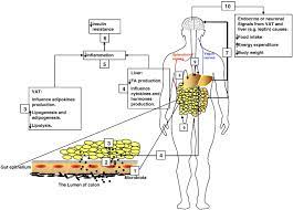 Biological Effects Of Propionic Acid In Humans Metabolism Potential Applications And Underlying Mechanisms Sciencedirect