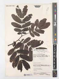 Image result for Brachystegia longifolia