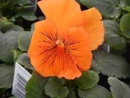 Pansy Cats Orange Pansies Plants Flowers