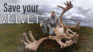 See full list on gohunt.com How To Save Antler Velvet Preserve Your Early Season Trophy Youtube