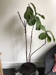 Fiddle leaf figs are grown mainly in florida in the full sun for at least 2 watering is best done when the top 1 of soil is dry. My Girlfriend Found This Fiddle Leaf Fig On The Side Of The Street Hey Reddit Can We Revive This Plant Is It Worthwhile Tryin Fiddle Leaf Fig Fiddle Leaf Fig