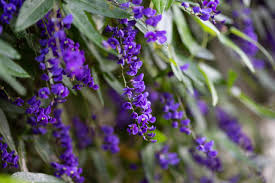 Image result for Hardenbergia comptoniana