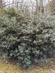 Simply plant the saplings acquired from the tree center 5 to 6 feet apart in a single row to develop a dense privacy screen. Pruning The Holly The Martha Stewart Blog