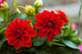 Maybe you would like to learn more about one of these? 25 Best Red Flowers For Gardens Red Perennials And Annuals