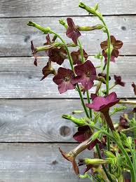 Image result for Nicotiana
