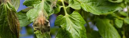 Image result for tomato seedling fusarium wilt